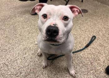 Pit Bull Terrier Dogs Available for Adoption in Colorado Springs, Colorado - DUKE | PetCurious