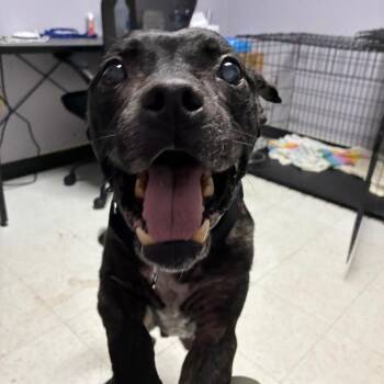 Sanford -  Pit Bull Terrier Dog for Adoption in Philadelphia, Pennsylvania - Sanford | PetCurious