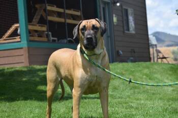 Peanut -  Great Dane and Mastiff Dog for Adoption in Salmon, Idaho - Peanut | PetCurious
