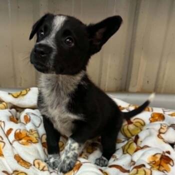 Boxten -  Border Collie and Mixed Breed Dog for Adoption in Stephenville, Texas - Boxten | PetCurious