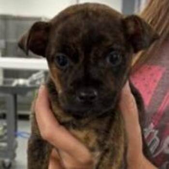 Polly -  Chihuahua and Terrier Dog for Adoption in Fairfax, Virginia - Polly | PetCurious