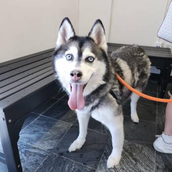 Dakoda (Koda) -  Siberian Husky Dog for Adoption in Clearwater, Florida - Dakoda (Koda) | PetCurious