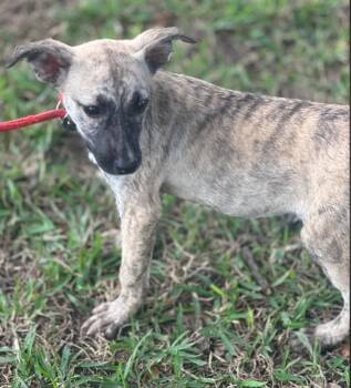 Petite -  Husky and Mixed Breed Dog for Adoption in Houston, Texas - Petite | PetCurious