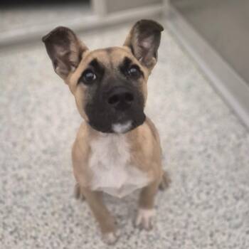 Chunk -  Mixed Breed Dog for Adoption in Wilmington, Delaware - Chunk | PetCurious