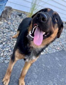 Squishy -  German Shepherd Dog Dog for Adoption in Bend, Oregon - Squishy | PetCurious