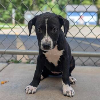 Sarah -  Black Labrador Retriever and Mixed Breed Dog for Adoption in Fenton, Michigan - Sarah | PetCurious