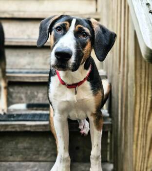 Rescue Hound and German Shepherd Dog Dogs for Adoption in Chicago, Illinois - Shiloh (REDUCED FEE!) | PetCurious