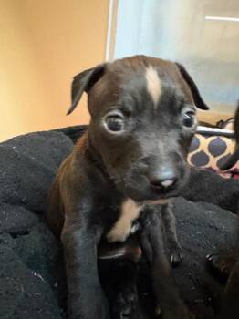 Sherman -  Mixed Breed Dog for Adoption in Warren, Michigan - Sherman | PetCurious