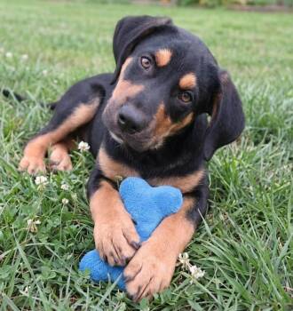 Fudge -  Hound and Labrador Retriever Dog for Adoption in Crown Point, Indiana - Fudge | PetCurious