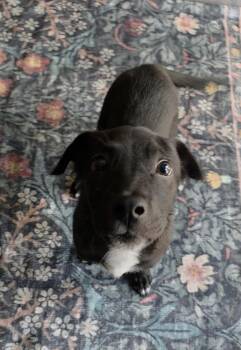KitKat -  Catahoula Leopard Dog Dog for Adoption in Whitestown, Indiana - KitKat | PetCurious