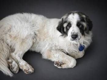 Moo -  Great Pyrenees and Mixed Breed Dog for Adoption in Bowling Green, Kentucky - Moo | PetCurious