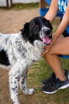 Sherman -  Border Collie Dog for Adoption in Dallas, Texas - Sherman | PetCurious