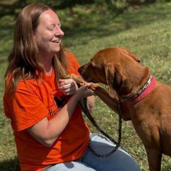 Copper -  Coonhound Dog for Adoption in Nashville, Indiana - Copper | PetCurious