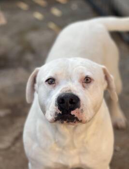 Rescue Mixed Breed Dogs for Adoption in Canyon, Texas - Frosty | PetCurious