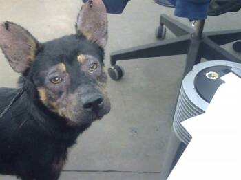 Mixed Breed Dogs Available for Adoption in Dallas, Texas - REBECCA | PetCurious