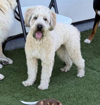 Wheaten Terrier Dogs Available for Adoption in Kutztown, Pennsylvania - Mulligan | PetCurious