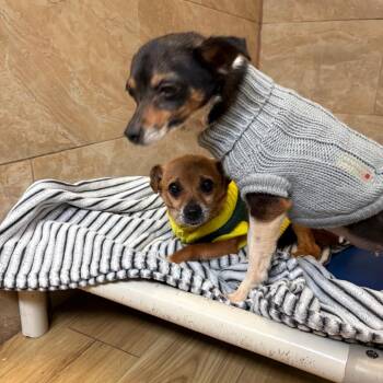 Ozuna -  Chihuahua Dog for Adoption in Philadelphia, Pennsylvania - Ozuna | PetCurious