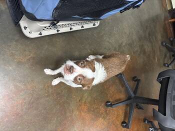 Boston Terrier and Poodle Dogs Available for Adoption in Council Bluffs, Iowa - Eleanor | PetCurious