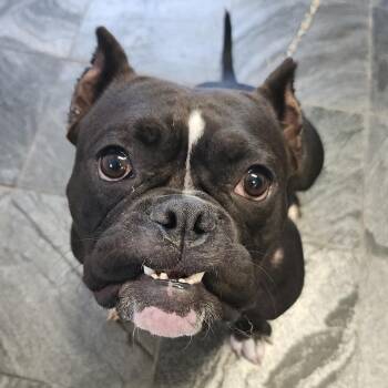 Roxi -  English Bulldog and Mixed Breed Dog for Adoption in Clearwater, Florida - Roxi | PetCurious