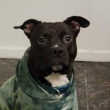 Mixed Breed Dogs Available for Adoption - Mort | PetCurious