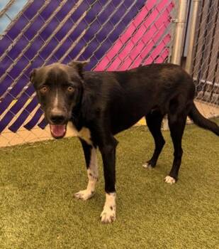 River -  Mixed Breed Dog for Adoption in Fort Worth, Texas - River | PetCurious