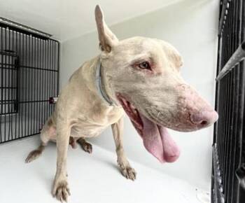 BENTLEY -  Staffordshire Bull Terrier Dog for Adoption in Houston, Texas - BENTLEY | PetCurious
