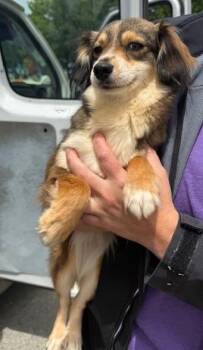 Pomeranian and Papillon Dogs Available for Adoption in Thompson Falls, Montana - Reba | PetCurious