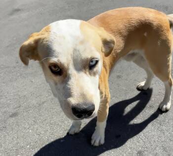 Asiago -  Mixed Breed Dog for Adoption in Nashville, Tennessee - Asiago | PetCurious