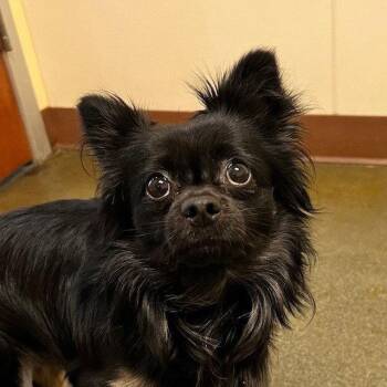 Chihuahua Dogs Available for Adoption in Burlingame, California - Higgins | PetCurious