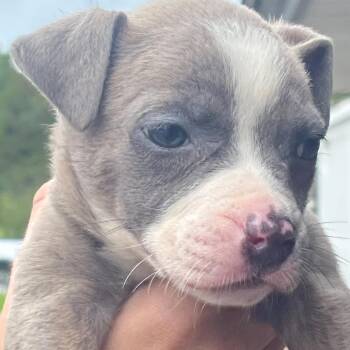 Swann -  Mixed Breed Dog for Adoption in Savannah, Georgia - Swann | PetCurious