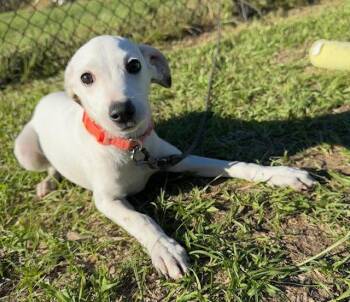 Smith -  Mixed Breed Dog for Adoption in Tarrytown, Georgia - Smith | PetCurious