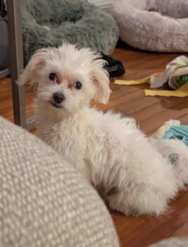 Mr Fluff -  Maltese Dog for Adoption in Semmes, Alabama - Mr Fluff | PetCurious