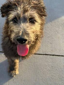 Mixed Breed Dogs Available for Adoption in Grand Island, Nebraska - Fozzie | PetCurious