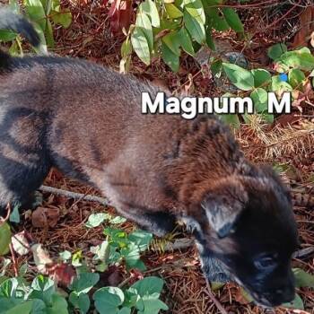 Rescue Cattle Dog and Mixed Breed Dogs for Adoption in Tacoma, Washington - Magnum | PetCurious