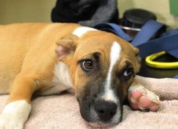 Rescue Black Mouth Cur and Mixed Breed Dogs for Adoption in Picayune, Mississippi - Fern | PetCurious