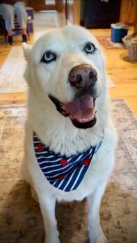 Poco -  Husky and Great Pyrenees Dog for Adoption in Red Rock, Texas - Poco | PetCurious