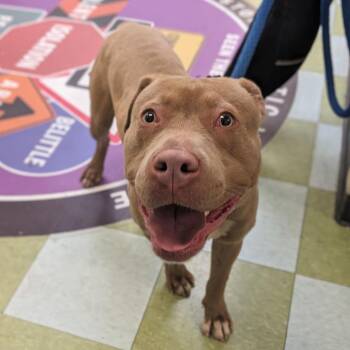 Yoshi -  Pit Bull Terrier Dog Available for Adoption in Philadelphia, Pennsylvania - Yoshi | PetCurious