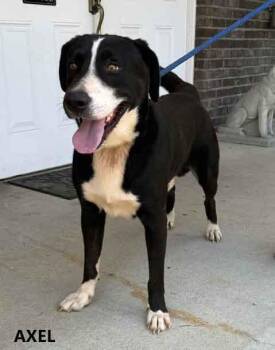 Axel -  Labrador Retriever and Border Collie Dog for Adoption in Washington, Georgia - Axel | PetCurious