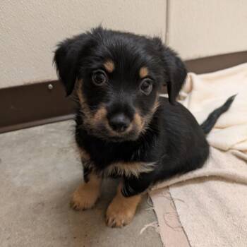 Ren -  Mixed Breed Dog for Adoption in Fulton, Texas - Ren | PetCurious