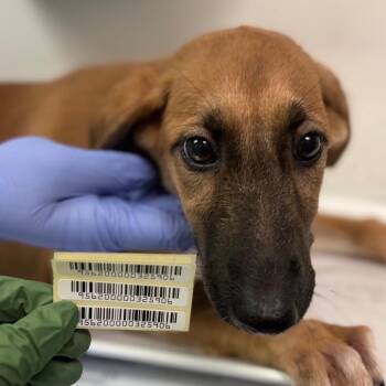 Eastern Red Bat -  Mixed Breed Dog for Adoption in Charleston, West Virginia - Eastern Red Bat | PetCurious
