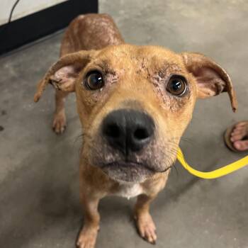 Reels -  Terrier Dog for Adoption in Tampa, Florida - Reels | PetCurious
