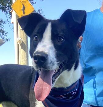 Reggie Dolittle -  Labrador Retriever and Husky Dog for Adoption in Andover, Massachusetts - Reggie Dolittle | PetCurious