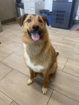 Collie and German Shepherd Dog Dogs Available for Adoption - Penny | PetCurious