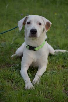 Rescue Cattle Dog Dogs for Adoption in Dallas, Texas - Lily GDP | PetCurious