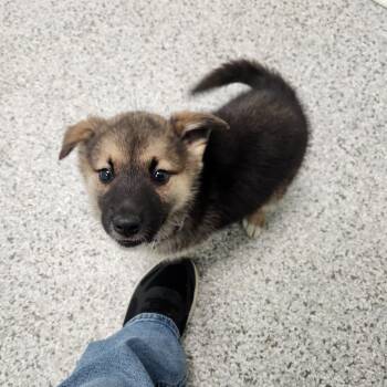 Carrie -  German Shepherd Dog Dog for Adoption in Clavet, Saskatchewan - Carrie | PetCurious