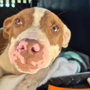 Sugar -  Pit Bull Terrier and Mixed Breed Dog for Adoption in Montgomery, Alabama - Sugar | PetCurious