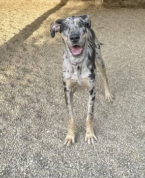Frankie -  Great Dane Dog for Adoption in Lacon, Illinois - Frankie | PetCurious