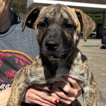 Treeing Walker Coonhound and Mixed Breed Dogs Available for Adoption in Stormville, New York - NY Loreto Avail Apr 25 (Tractor Supply Patterson) | PetCurious
