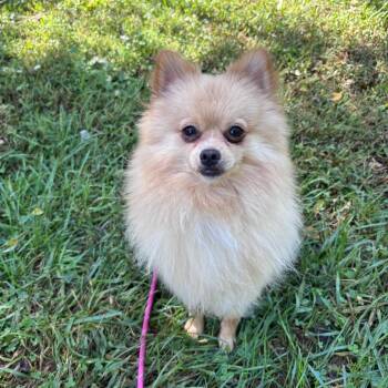 Fluffernutter -  Pomeranian Dog for Adoption in York, Pennsylvania - Fluffernutter | PetCurious