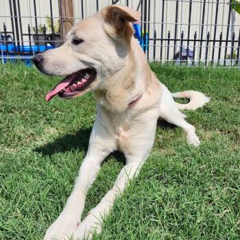 Rescue Great Pyrenees and Pit Bull Terrier Dogs for Adoption in Weatherford, Texas - STELLA BELLA | PetCurious